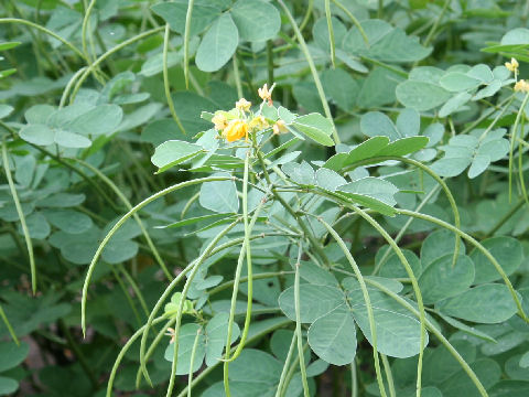 Cây Muồng lá tù. Cassia obtusifolia L. - Cây Thuốc Nam Quanh Ta